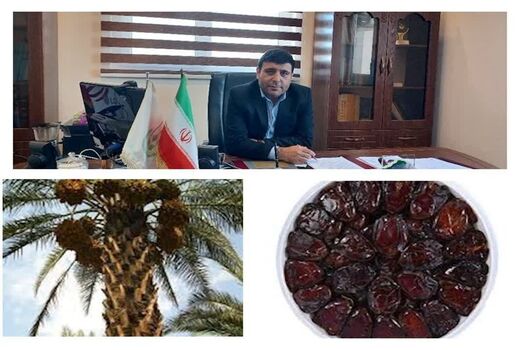 آغاز خرید توافقی خرمای مازاد سنواتی در شهرستان دشتستان