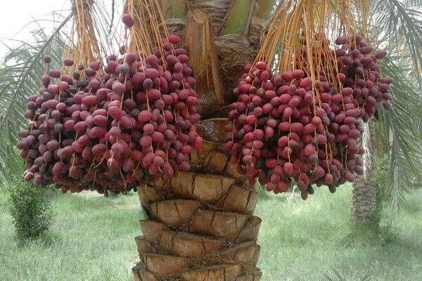  عطر بهار و طارونه در فصل گرده افشانی نخیلات خرمشهر