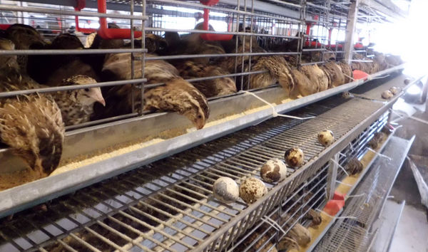 اجرای طرح توسعه پرورش بلدرچین در شهرستان البرز 