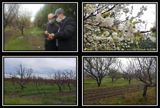 بازدید رئیس مرکز تحقیقات و آموزش کشاورزی ومنابع طبیعی از ایستگاه تحقیقات باغبانی گلمکان