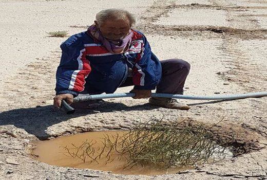 تاغ در 125 هکتار از روستای کلاته فرهنگ میامی کشت شد