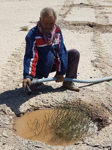 تاغ در 125 هکتار از روستای کلاته فرهنگ میامی کشت شد