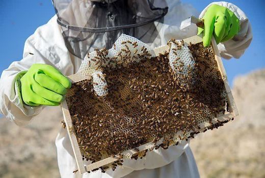 ایجاد اشتغال پایدار با صنعت زنبورداری