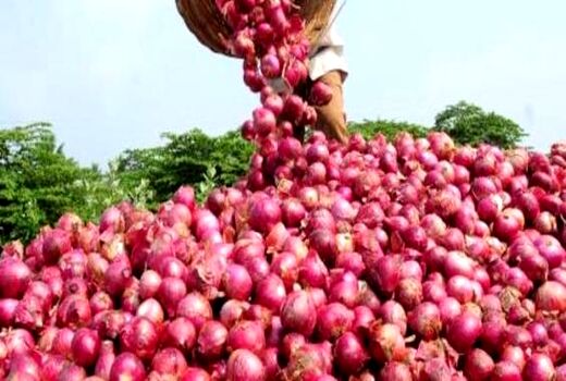 بخشی از اراضی کشاورزی خراسان شمالی به کشت پیاز قرمز اختصاص می‌یابد