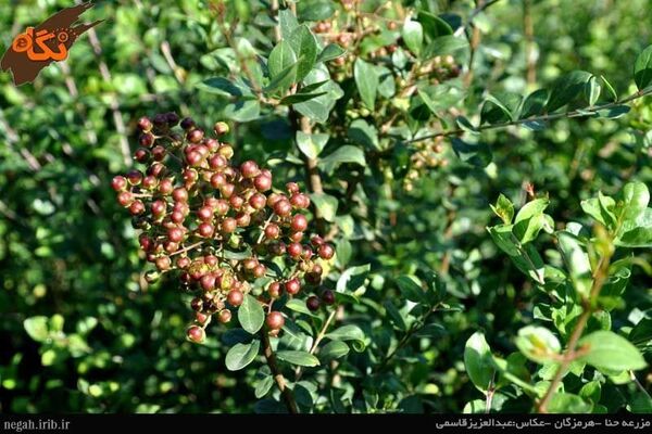 برگزاری جلسه توسعه کشت و سرمایه‌گذاری محصول حنا در بخش شهداد کرمان