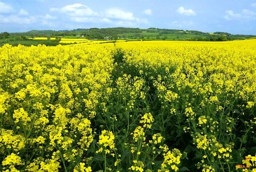 پایان کشت پاییزه دانه‌های روغنی درمیامی