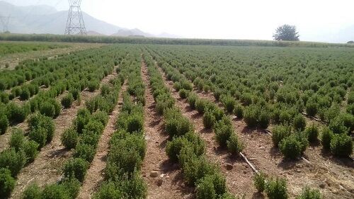 برداشت گیاه دارویی مرزنجوش در فسا 