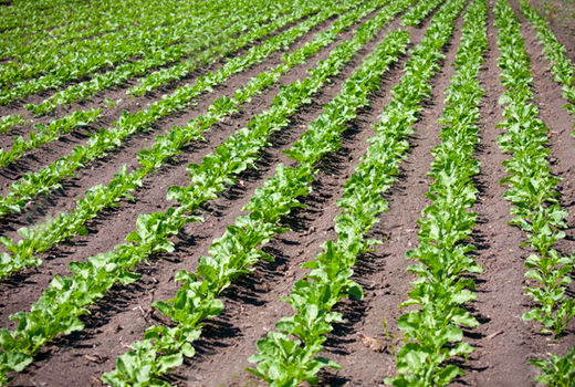 آماده سازی اراضی خراسان جنوبی برای کشت بهاره