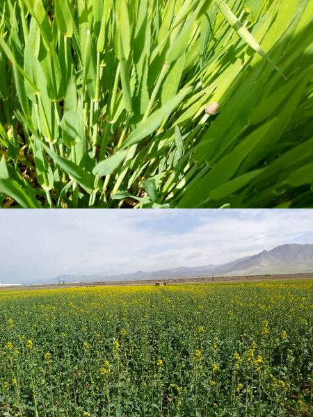 بازدید مسئولان و کارشناسان مراکز جهاد کشاورزی  از مزارع غلات شهرستان آبیک