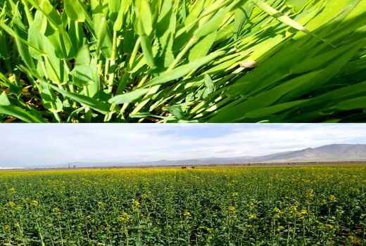 بازدید مسئولان و کارشناسان مراکز جهاد کشاورزی  از مزارع غلات شهرستان آبیک