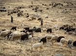 خرید تضمینی مرحله دوم دام های سبک عشایری و روستایی در خراسان شمالی 