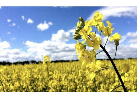 اصلاح الگوی کشت تنها راه نجات بخش کشاورزی