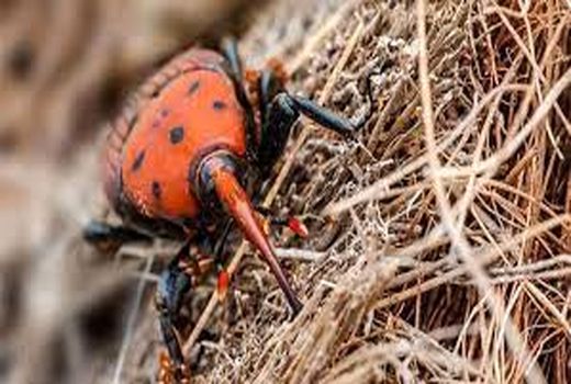 برگزاری کارگاه آموزشی ومهارتی آشنایی با آفت سوسک سرخرطومی حنایی خرما در نرماشیر