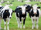 تلقیح بیش از  37 هزار  راس دام سنگین با اسپرم دام‌های پرتولید داخلی و خارجی در سال گذشته