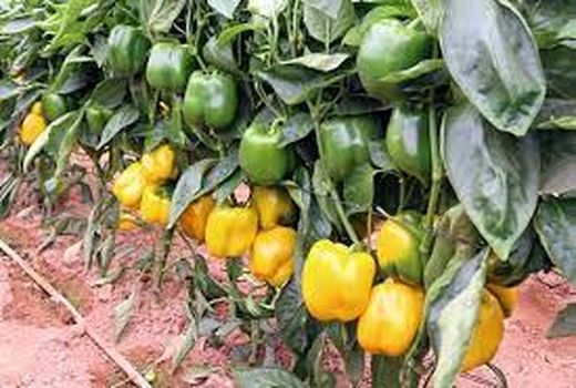 اعلام ضرب العجل برای دریافت QR Code محصولات کشاورزی 