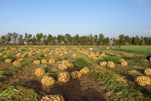 برداشت بیش از200 هزارتن پیازوگوجه فرنگی ازمزارع سیستان وبلوچستان