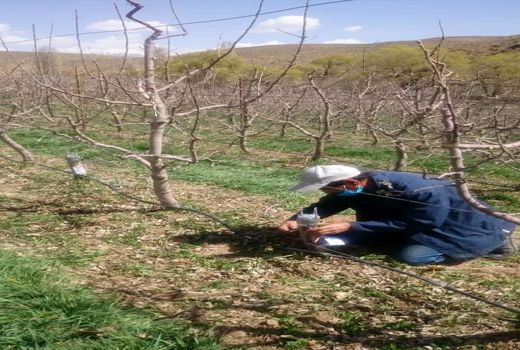 اجرای طرح پیوند سرشاخه کاری باغات سیب در شهرستان دماوند