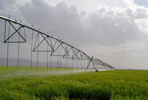 آبیاری نوین در ۱۲۰ هکتار از اراضی کشاورزی ایلام اجرایی شده است 