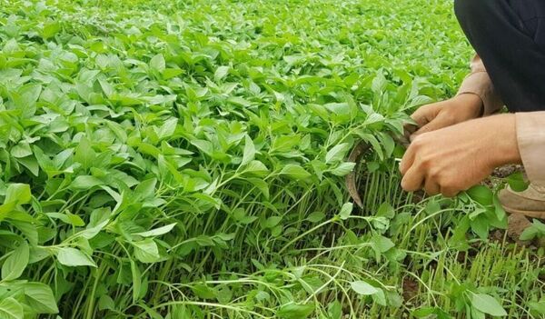 آشنایی کشاورزان خرمشهری با آفات سبزی و صیفی