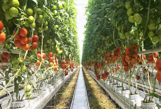 رشد تولید گلخانه‌ای در قزوین/ برداشت سالانه 9 هزار و 550 تن محصول در محیط‌های کنترل‌شده