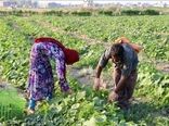 ۲۱۰ هزار تن محصول بهاره در خراسان شمالی برداشت شد