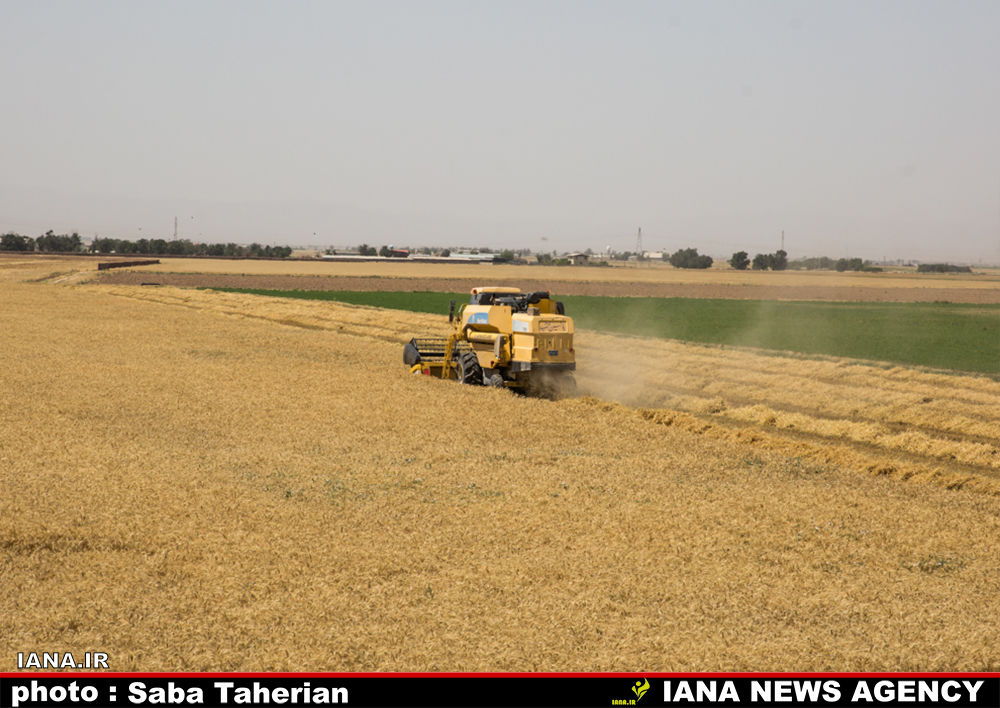برداشت مکانیزه گندم