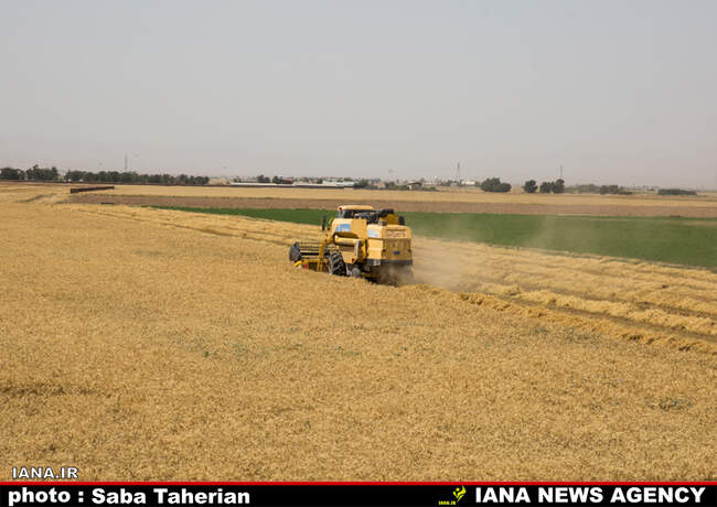 برداشت مکانیزه گندم