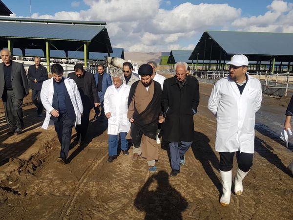 بازدید سرپرست وزارت جهاد کشاورزی از گاوداری ۳ هزار راسی در شهرستان کرمانشاه