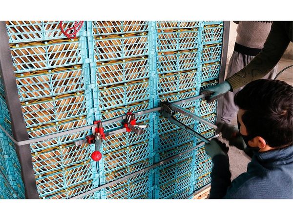 صادرات 1000 تن کیوی از نوشهر به خارج کشور
