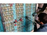 صادرات 1000 تن کیوی از نوشهر به خارج کشور