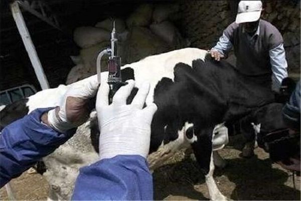 بیش از 4میلیون راس دام در سیستان و بلوچستان واکسینه شدند