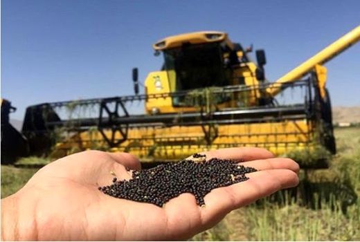 پایان خرید تضمینی دانه روغنی کلزا در استان خراسان شمالی