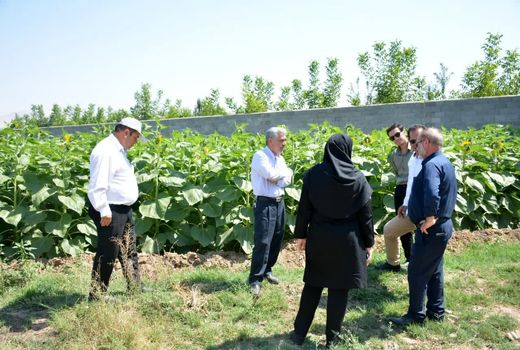 برداشت 6800 تن تخمه آفتابگردان آجیلی در شهرستان مرند