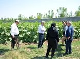 برداشت 6800 تن تخمه آفتابگردان آجیلی در شهرستان مرند