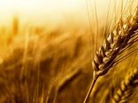 پایش مزارع استان کرمانشاه برای مقابله با شیوع آفت زنگ زرد     
