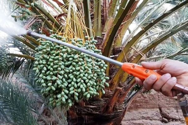 خسارت سنگین آفات به نخیلات استان بوشهر