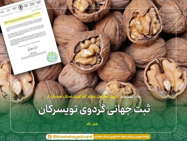 گردوی تویسرکان ثبت جهانی شد 