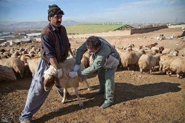واکسیناسیون رایگان دام‌های مناطق زلزله‌زده قطور خوی آغاز شد