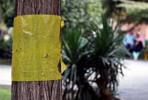 18 کانون آلوده به سفید بالک در جنوب تهران پایش شد