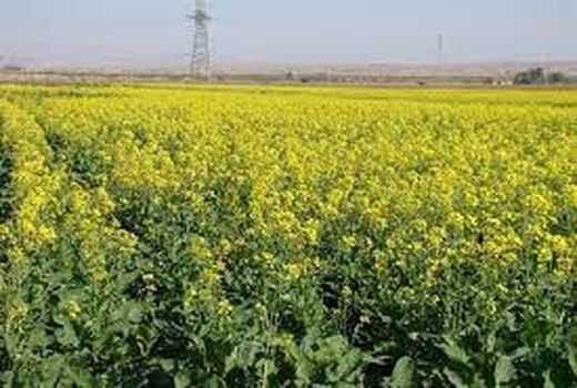 توسعه کشت دانه روغنی کلزا در خرمشهر
