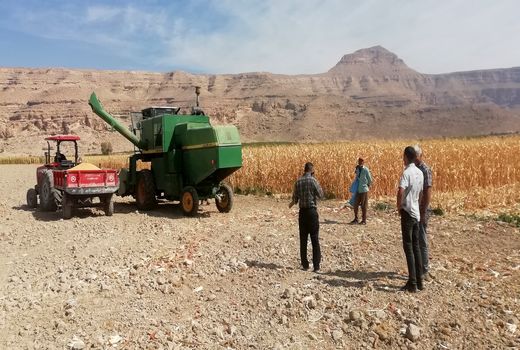 پیش بینی برداشت 12 هزار تن ذرت دانه ای در فسا