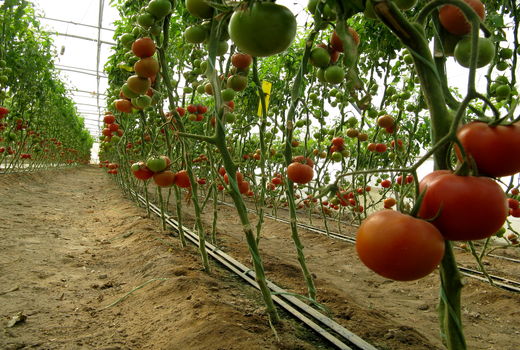 47هزارتن محصولات گلخانه‌ای درسیستان وبلوچستان برداشت شد