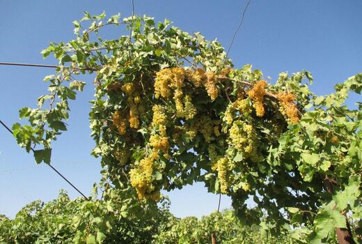 ۵۰ میلیارد ریال برای تاکداری نوین در خراسان شمالی هزینه شد