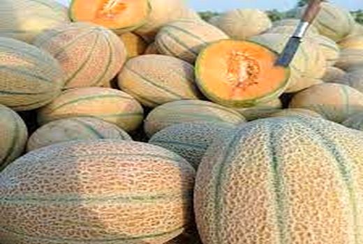 تولید 120 تن خربزه در ارسنجان