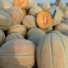 تولید 120 تن خربزه در ارسنجان