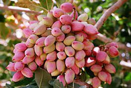 رشد تولید ۸۰ درصدی پسته در سال جاری