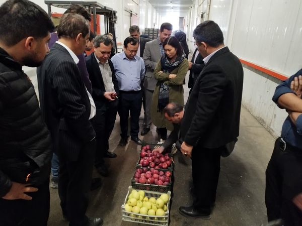 بازدید هیات وزارت کشاورزی و محیط زیست ویتنام از ظرفیتهای تولید و صادرات سیب آذربایجانغربی