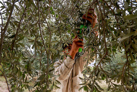 برداشت زیتون طارم