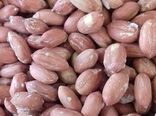 پایان برداشت بادام زمینی در گیلان با ارزش اقتصادی 770 میلیارد تومان