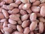 پایان برداشت بادام زمینی در گیلان با ارزش اقتصادی 770 میلیارد تومان
